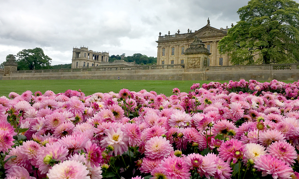 RHS Chatsworth flower show