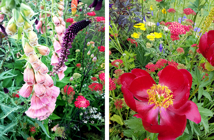 foxgloves at rhs chatsworth flower show