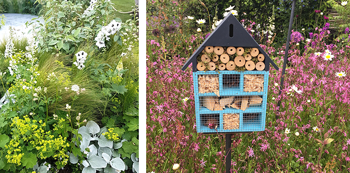 lupin astrantia major delphinium and bug hotel rhs flower show