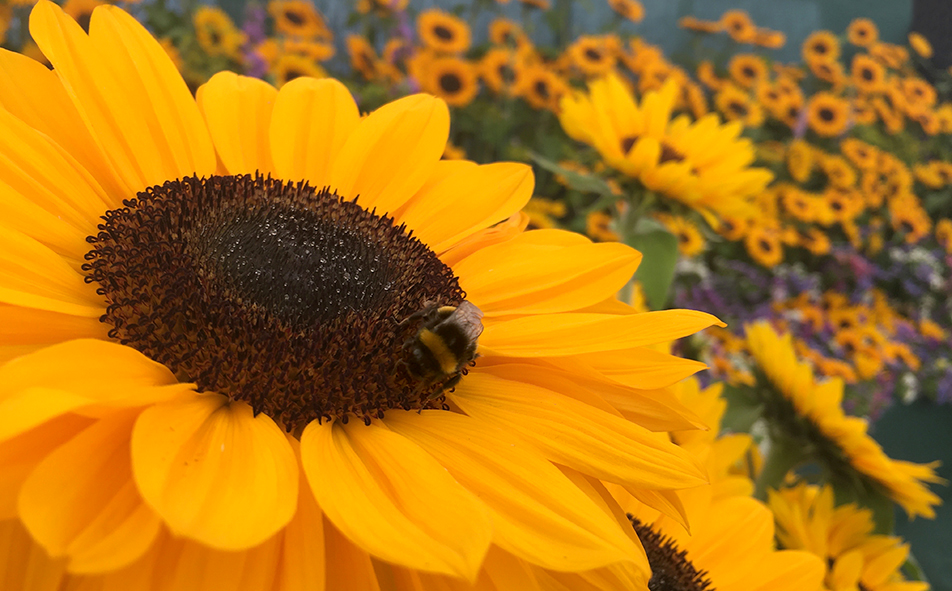 bee on a sunflower