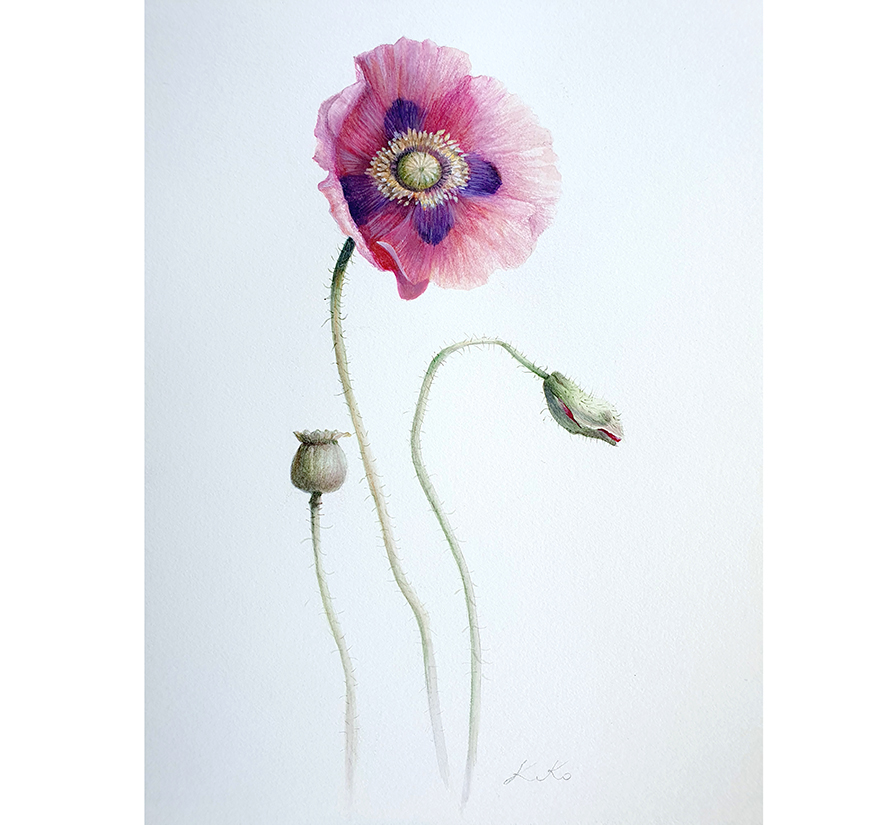 Poppy Painting by kiko perotti