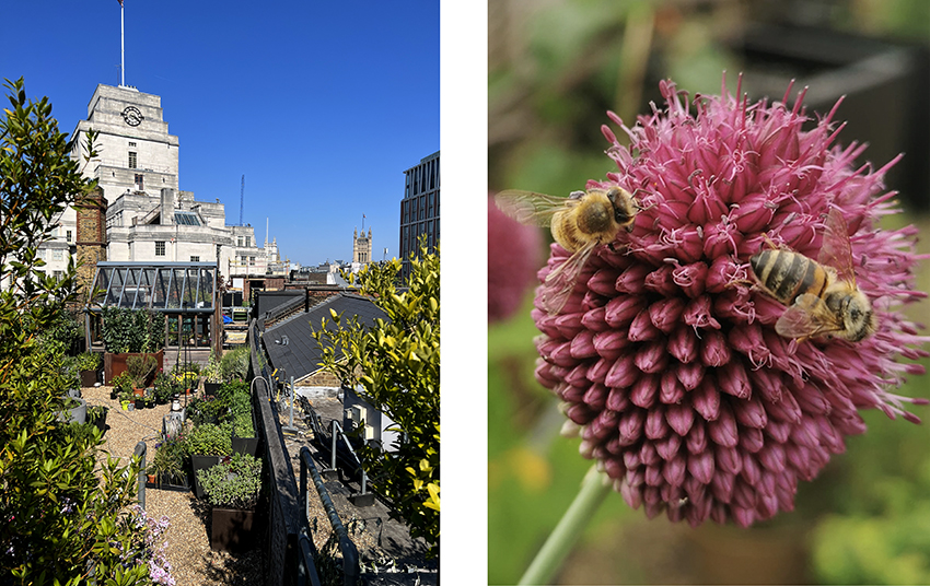 St Ermin's Hotel ROOF GARDEN