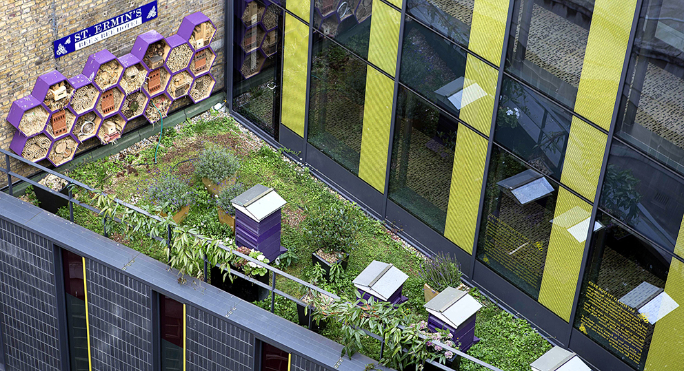 bees on london roof tops