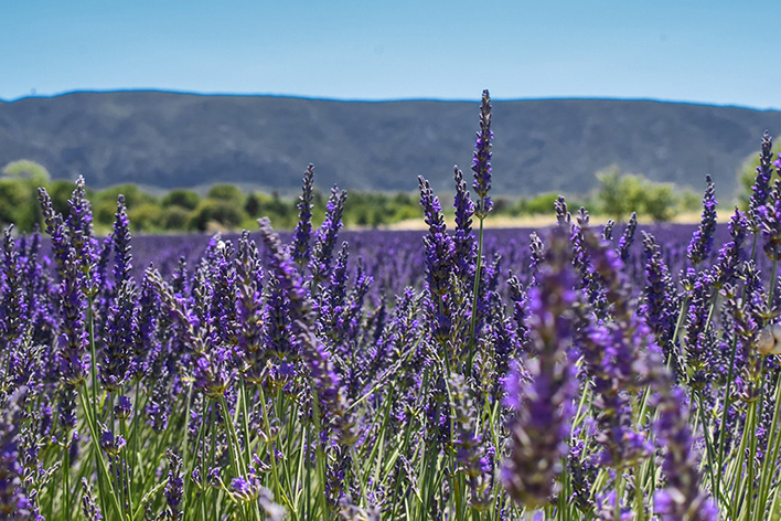 LavenderFields